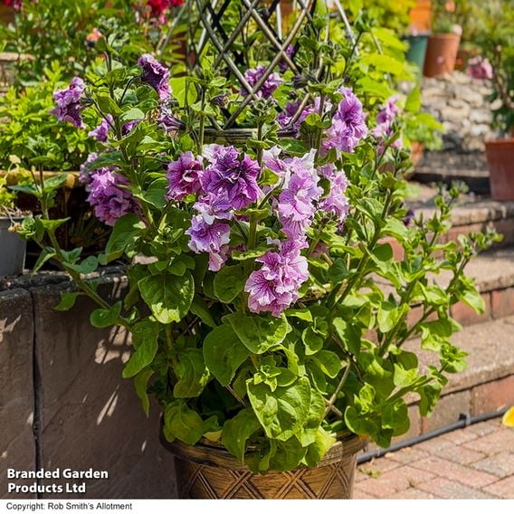 Petunia 'Allegra Orchid Vein'