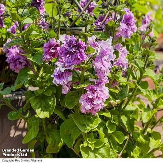 Petunia 'Allegra Orchid Vein'