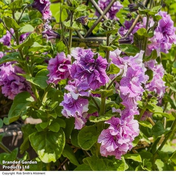 Petunia 'Allegra Orchid Vein'