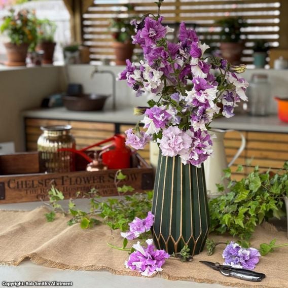 Nurserymans Choice Petunia 'Allegra'