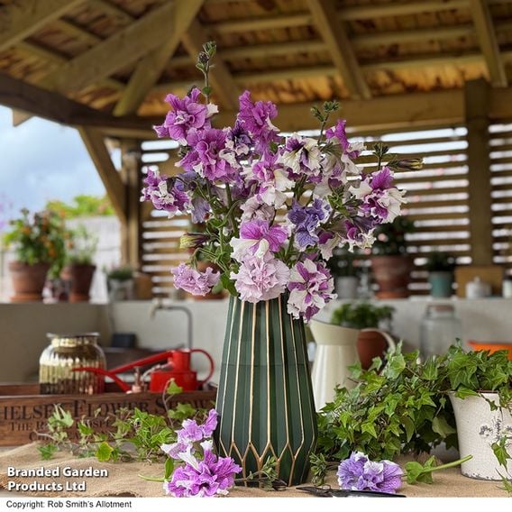 Petunia 'Allegra Collection'
