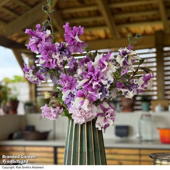 Petunia 'Allegra Collection'