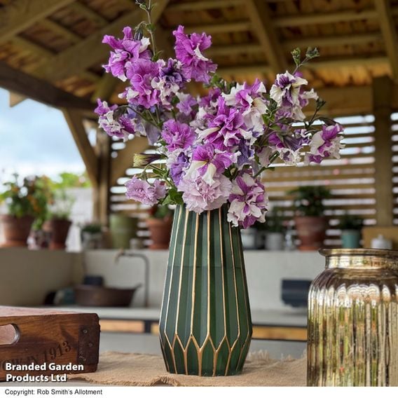 Petunia 'Allegra Collection'