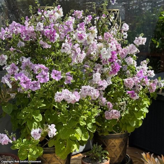 Nurserymans Choice Petunia 'Allegra'