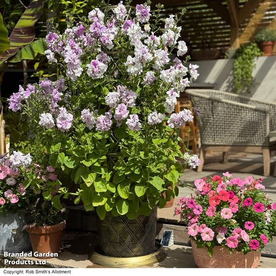 Petunia 'Allegra Collection'