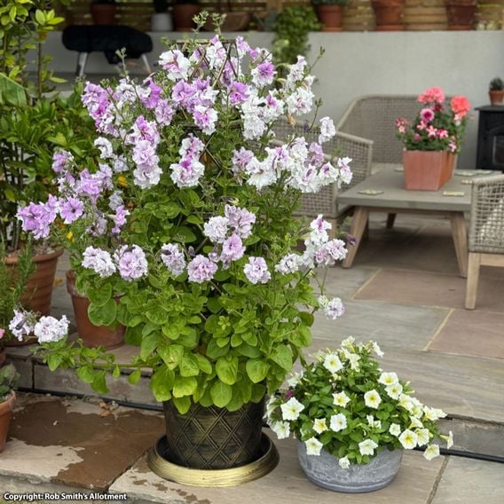 Nurserymans Choice Petunia 'Allegra'