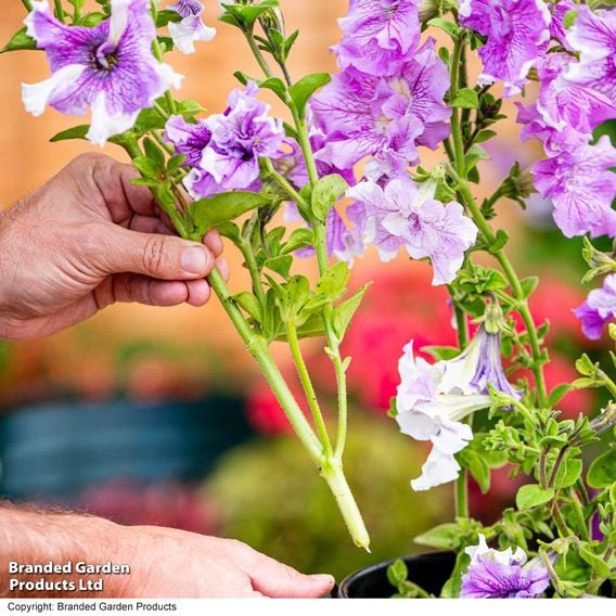 Petunia 'Allegra Collection'