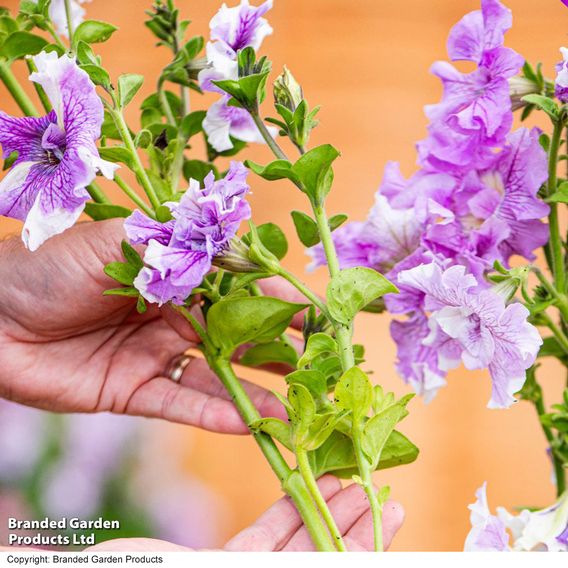 Petunia 'Allegra Collection'