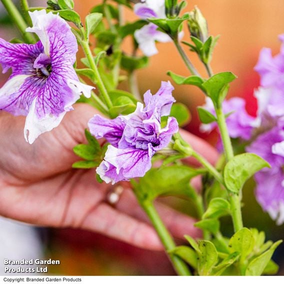 Petunia 'Allegra Collection'