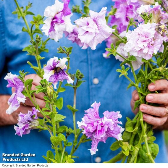 Petunia 'Allegra Collection'