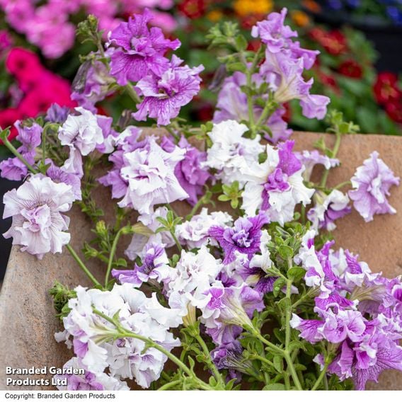 Petunia 'Allegra Collection'