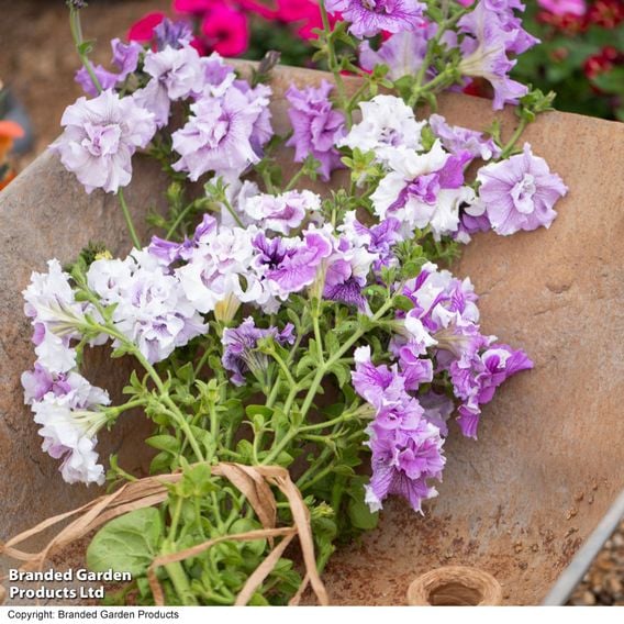 Petunia 'Allegra Collection'