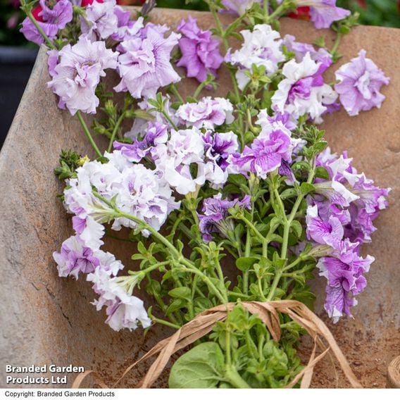 Petunia 'Allegra Collection'