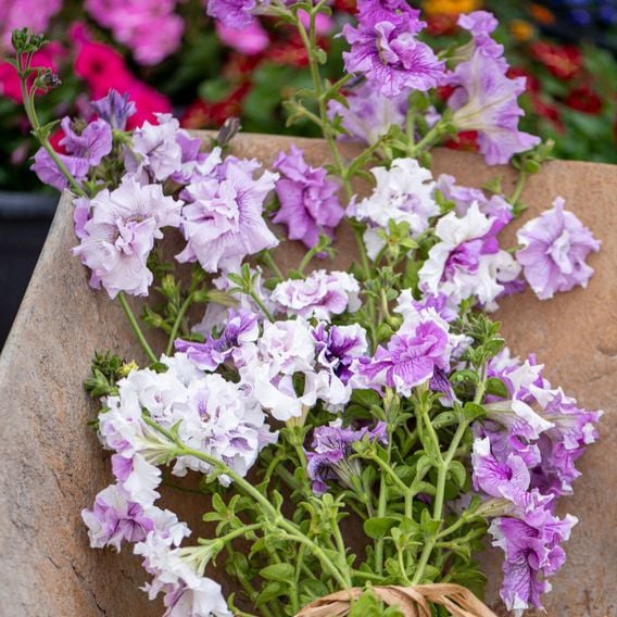 Nurserymans Choice Petunia 'Allegra'