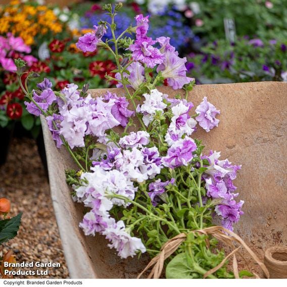 Petunia 'Allegra Collection'