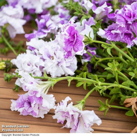Petunia 'Allegra Collection'