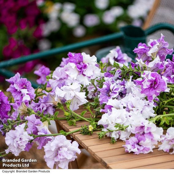 Petunia 'Allegra Collection'