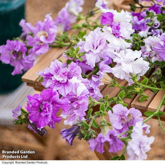Petunia 'Allegra Collection'