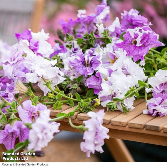Petunia 'Allegra Collection'