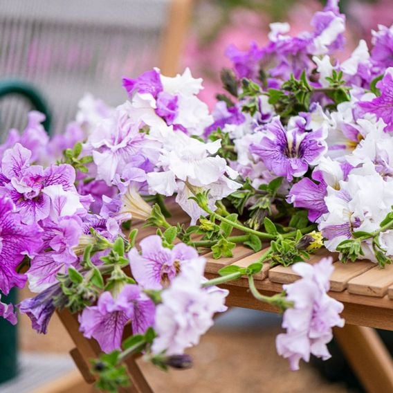 Nurserymans Choice Petunia 'Allegra'