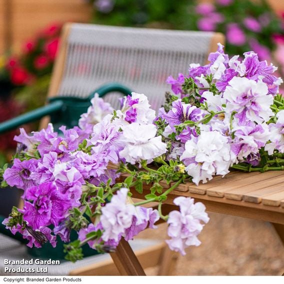 Petunia 'Allegra Collection'