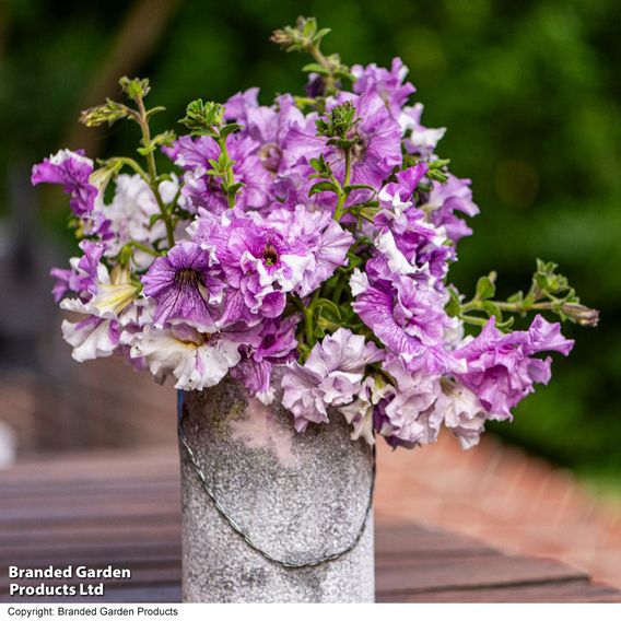 Petunia 'Allegra Collection'