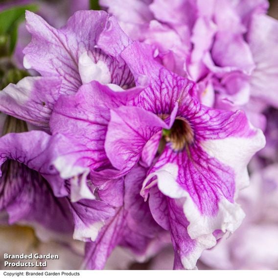 Petunia 'Allegra Collection'