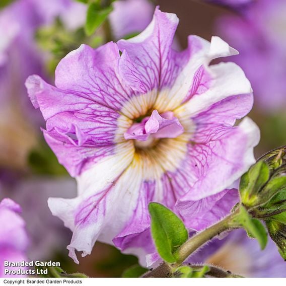 Petunia 'Allegra Collection'