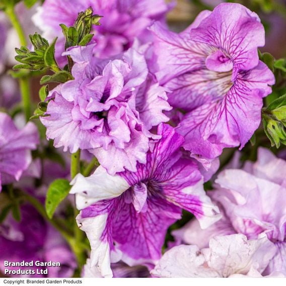 Petunia 'Allegra Collection'