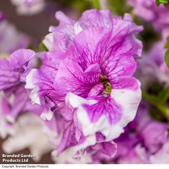 Petunia 'Allegra Collection'