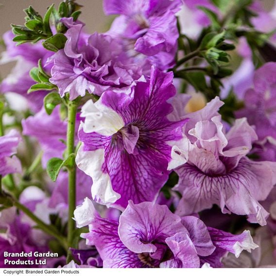 Petunia 'Allegra Collection'