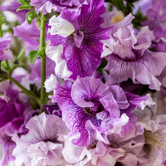 Nurserymans Choice Petunia 'Allegra'