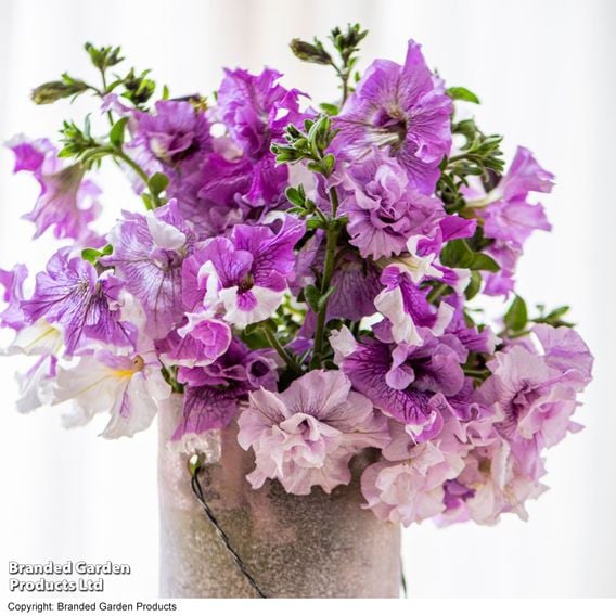 Petunia 'Allegra Collection'