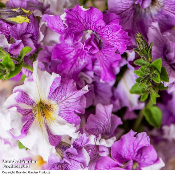 Petunia 'Allegra Collection'