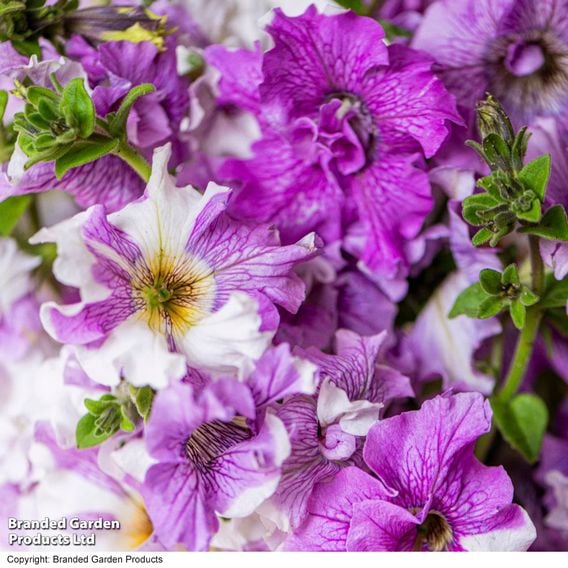 Petunia 'Allegra Collection'