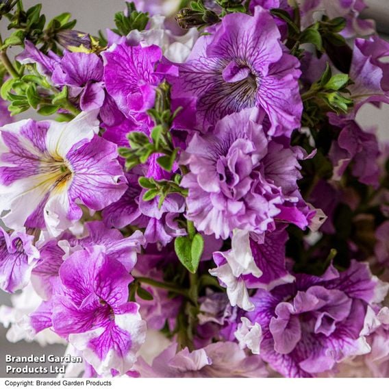 Petunia 'Allegra Collection'