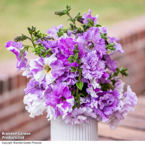 Petunia 'Allegra Collection'