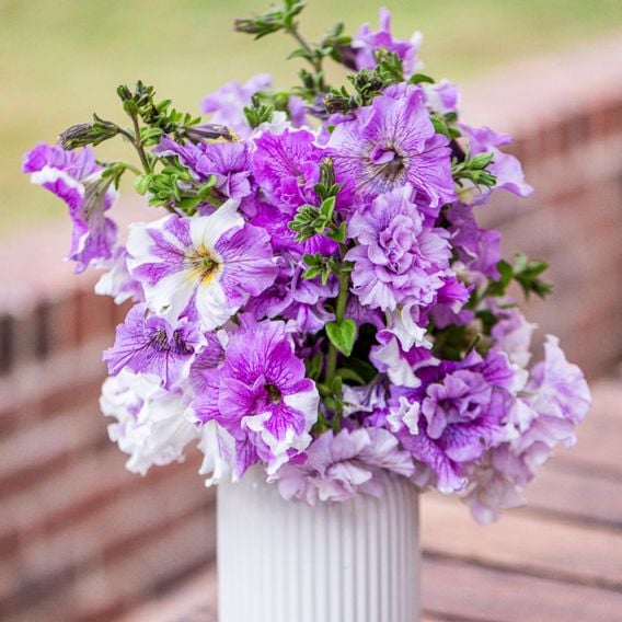 Nurserymans Choice Petunia 'Allegra'