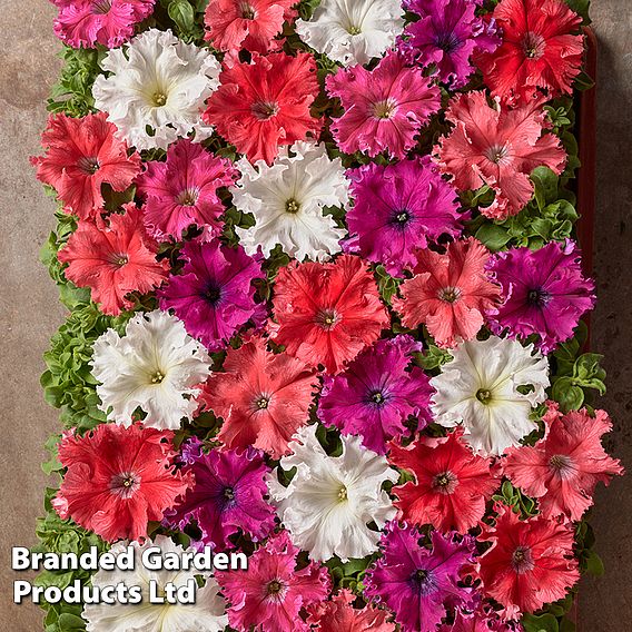 Petunia Aphrodite Mix F1 Hybrid - Seeds