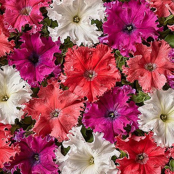Petunia Aphrodite Mix F1 Hybrid - Seeds