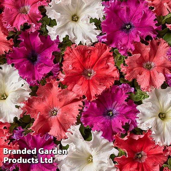 Petunia Aphrodite Mix F1 Hybrid - Seeds