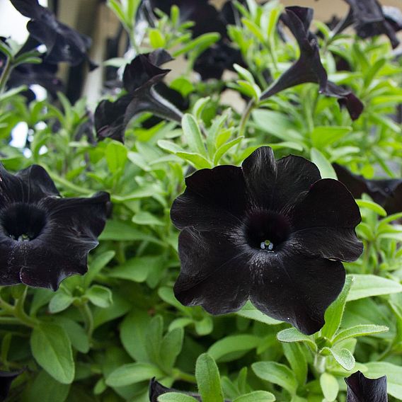 Petunia 'Back to Black' | Suttons