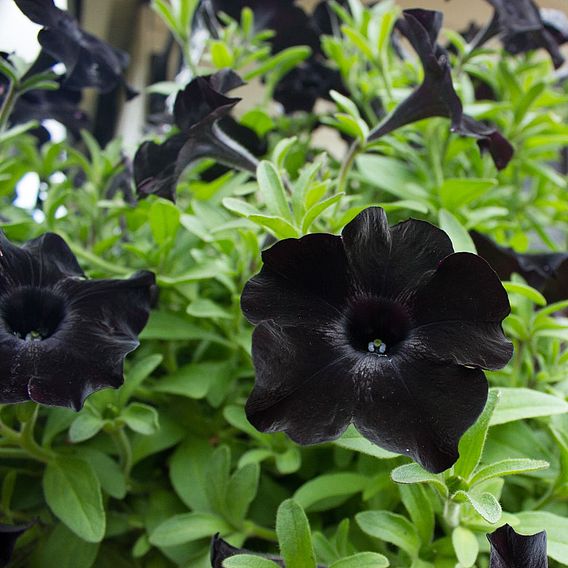 Petunia 'Back to Black'