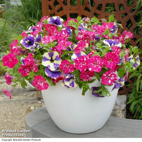 Petunia Sky Duo