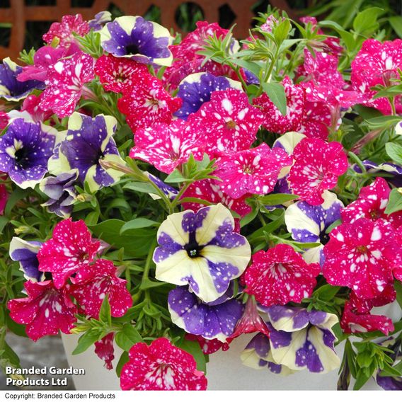 Petunia Sky Duo