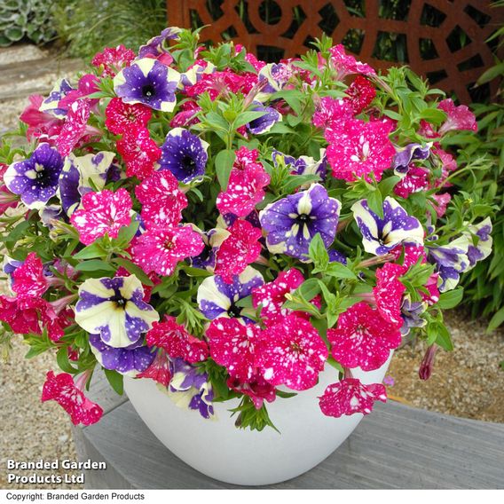 Petunia Sky Duo