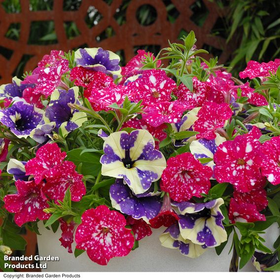 Petunia Sky Duo