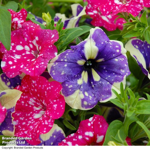 Petunia Sky Duo