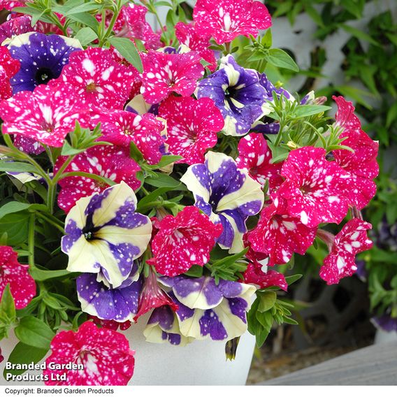 Petunia Sky Duo
