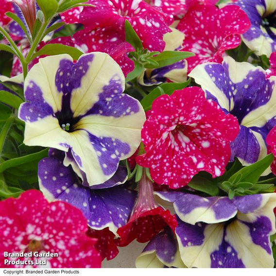 Petunia Sky Duo